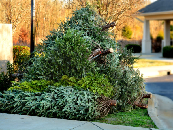 Used Christmas tree in front yard by curb.